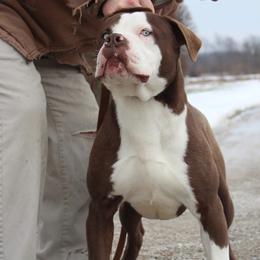 Ezekiel - male Alapaha Blue Blood Bulldog puppy in Grafton, Ohio from Eclipse Alapaha Kennels
