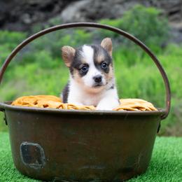 Darci - Black and tan female Pembroke Welsh Corgi puppy in Manchester, Kentucky from Riverside Corgis