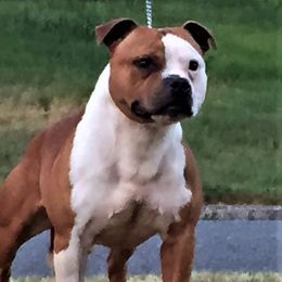 Oscar - Staffordshire Bull Terrier