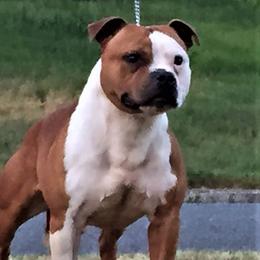 Oscar - Staffordshire Bull Terrier