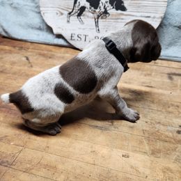 German Shorthaired Pointer Puppies from Calico Kennels