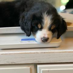 Bernese Mountain Dog Puppies from Queenstown Fine Bernese