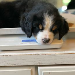 Bernese Mountain Dog Puppies from Queenstown Fine Bernese