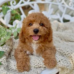 Lucky - Apricot male Cavapoo puppy in Arlington, Texas from Van Haselen Poodles and Doodles