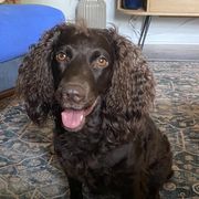 Boykin Spaniel Puppies from Indian Field Boykins