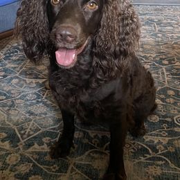 Boykin Spaniel Puppies from Indian Field Boykins