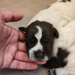 Girl 5 - Brown and gray female Wirehaired Pointing Griffon puppy in Emmett, Idaho from Idaho Wirehaired Pointing Griffons