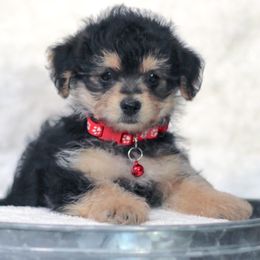 Dachshunds and Yorkipoos from Tiny Puppy Tails