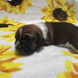 Boy 1 - Tan and white male Basset Hound puppy in Manteca, California from AKC Basset Hounds Puppy