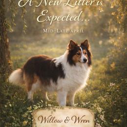 Shetland Sheepdog puppies from Willow&Wren Shetland Sheepdogs