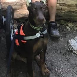 Doberman Pinscher Puppies from Jensen Dobermans