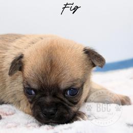 Fig - Black sabled fawn male Chihuahua puppy in Forsyth, Georgia from Brooks Grove Canines LLC