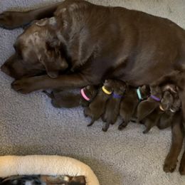 Labrador Retriever Puppies from Maplewood Acres Labradors