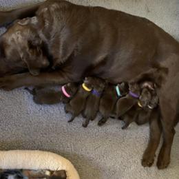 Labrador Retriever Puppies from Maplewood Acres Labradors