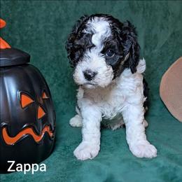 Zappa - Black and white male Cockapoo puppy in Sunset, Louisiana from Cano Cockapoos