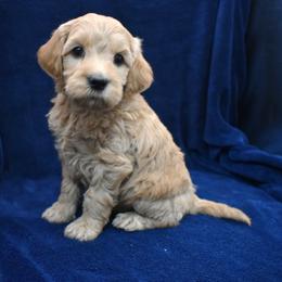 Wookie - Apricot female Goldendoodle puppy in Jasper, Indiana from Hilltop Pups LLC