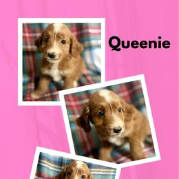 Queenie - Red  female Goldendoodle puppy in Bluefield, Virginia from Love on a Leash
