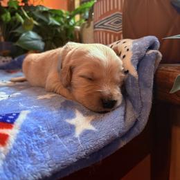 Mr. Grey - Golden male Golden Retriever puppy in Vesuvius, Virginia from South River Retriever's