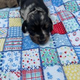 Skye - Dapple female Dachshund puppy in Licking, Missouri from Bean Creek Dachshunds & Terriers