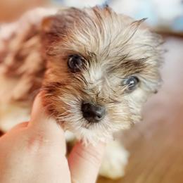 Girl 3 - Chocolate, tan and white female Yorkshire Terrier puppy in Bolton, Connecticut from Elle Yorkies