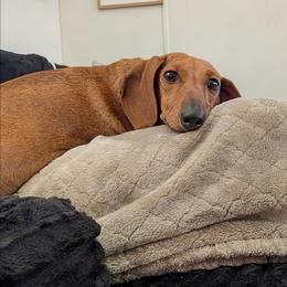 Rosie - Dachshund