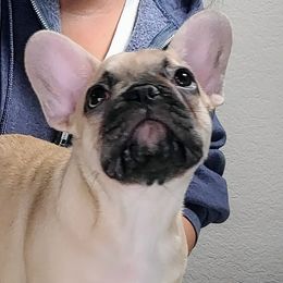 Snow - Fawn French Bulldog puppy in Las Vegas, Nevada from Aloha Paradise Kennel