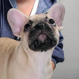 Snow - Fawn French Bulldog puppy in Las Vegas, Nevada from Aloha Paradise Kennel