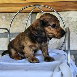 Easton - Red male Dachshund puppy in Cherry Tree, Oklahoma from Peavine Creek Dachshunds
