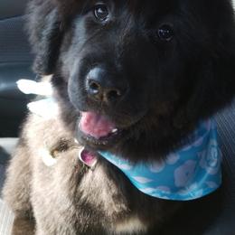 Tibetan Mastiff Puppies from Wanderlust Tibetan Mastiffs