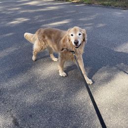 Golden Retriever All Grown Up from Barb Felt's Golden Retrievers