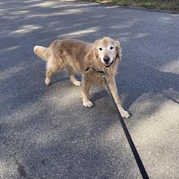 Golden Retriever All Grown Up from Barb Felt's Golden Retrievers