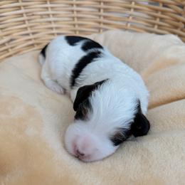 Wormtail - Tri-color male Bernedoodle puppy in Apache Junction, Arizona from Coffey House Doodles