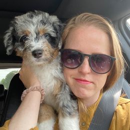 Aussiedoodle and Poodle Puppies from Superior AussieDoodles