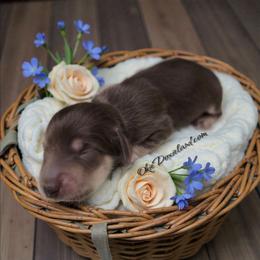 Cowboy - Chocolate and cream male Dachshund puppy in Oklahoma City, Oklahoma from OkieDoxieland Dachshunds