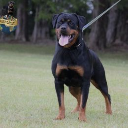 Uma - Rottweiler
