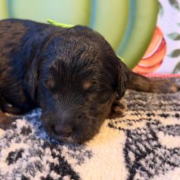 Cider -green - Black tri-color male Aussiedoodle puppy in Grand Haven, Michigan from Happy Hippy Doodles