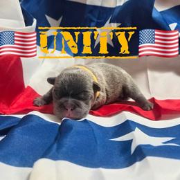 Unity - Blue female French Bulldog puppy in Denver, Colorado from Mecham Family kennels -MechamFrenchies