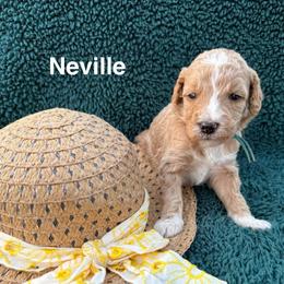Neville - Apricot male Goldendoodle puppy in Conroe, Texas from Tails of Cypress