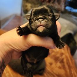 Black girl - Black female Pug puppy in Tacoma, Washington from Precious Princess Pugs