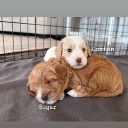Cotton - Cream male Cavapoo puppy in Greer, South Carolina from Palmetto Companion Puppies