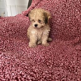 Shihpoo and Shih Tzu Puppies from Oodles of Poodles & Doodles