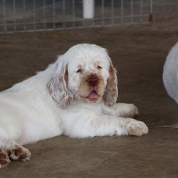Clumber Spaniel Puppies from Rainsway Clumber Spaniels
