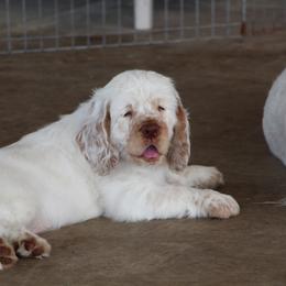 Clumber Spaniel Puppies from Rainsway Clumber Spaniels