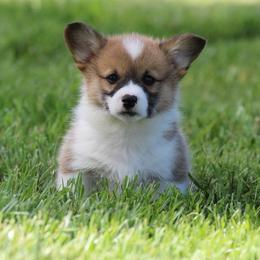 Cedar - Sable and white male American Corgi puppy in Scio, Oregon from Abundant Joy Corgis