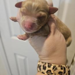 Maddie - Red and white female Cockapoo puppy in Galena, Illinois from Perry's doodles