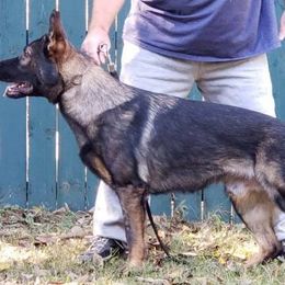 German Shepherds from Sportwaffen K9