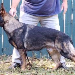 German Shepherds from Sportwaffen K9