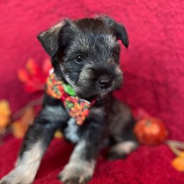 Dasher - Salt and pepper male Miniature Schnauzer puppy in Anthony, Florida from Amanda Tragash