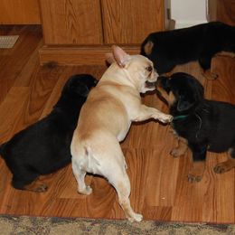Rottweiler Puppies from 2Infinity Rottweilers LLC