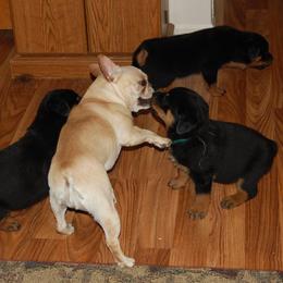 Rottweiler Puppies from 2Infinity Rottweilers LLC